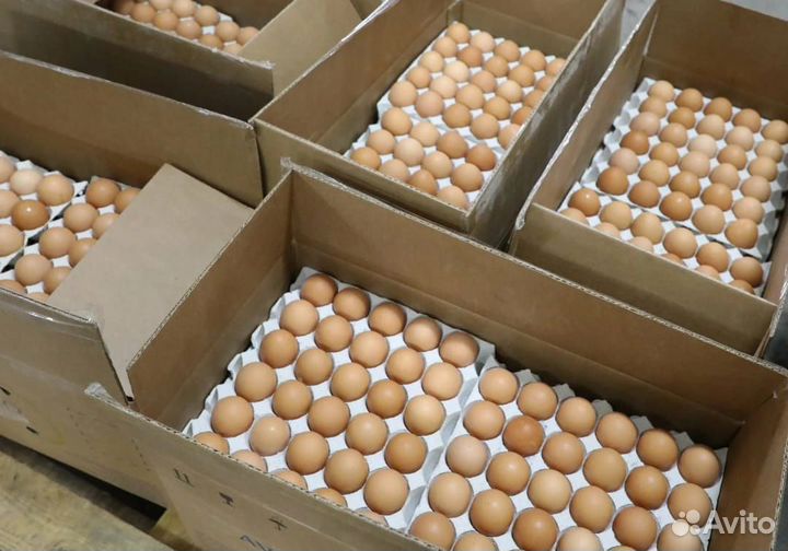 Инкубационное яйцо