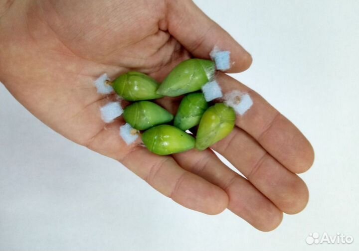 Ферма-детская бабочек