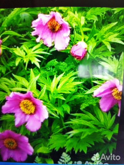 Пион уклоняющийся (Марьин корень)