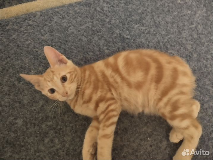 Котята курильский бобтейл