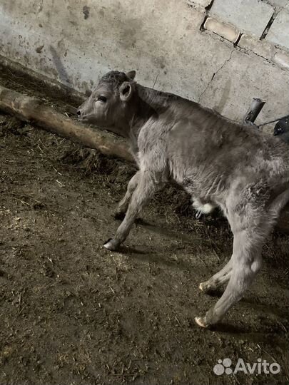 Продам телят