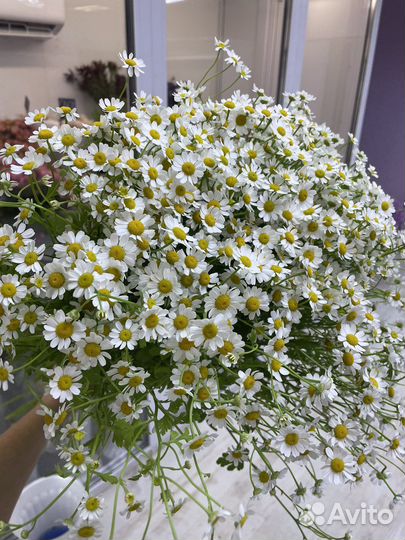 Букет из ромашек, доставка цветов