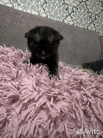 Кошка шиншилла