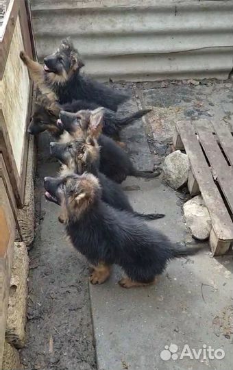 Продаются щенки немецкой овчарки