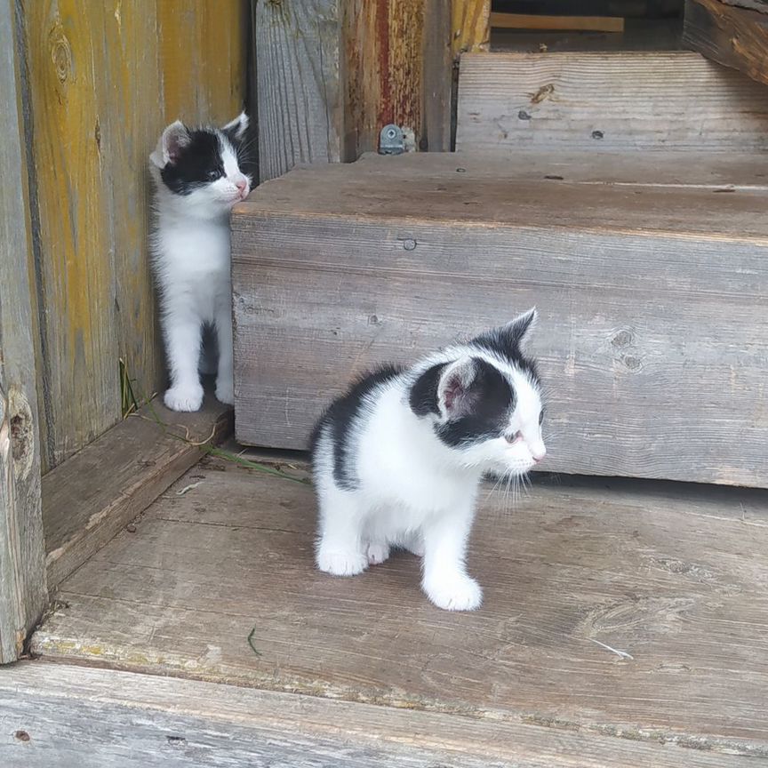 Котики бесплатно в добрые руки