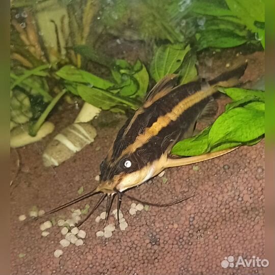 Платидорус