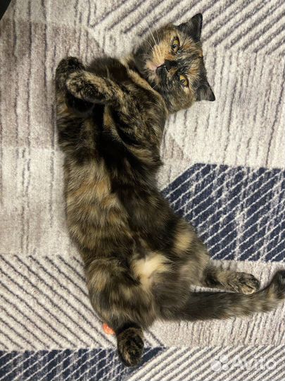 Кошка на вязку