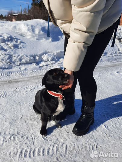 Маленькие щенки в добрые руки