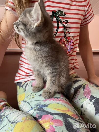 Котенок в добрые руки