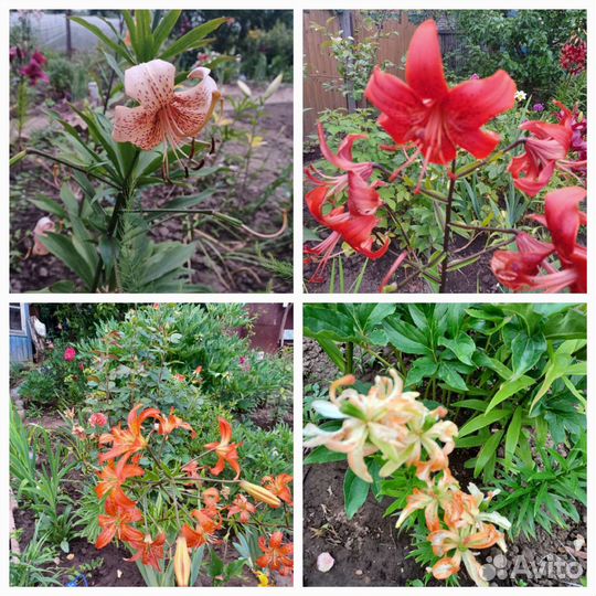 Садовые растения