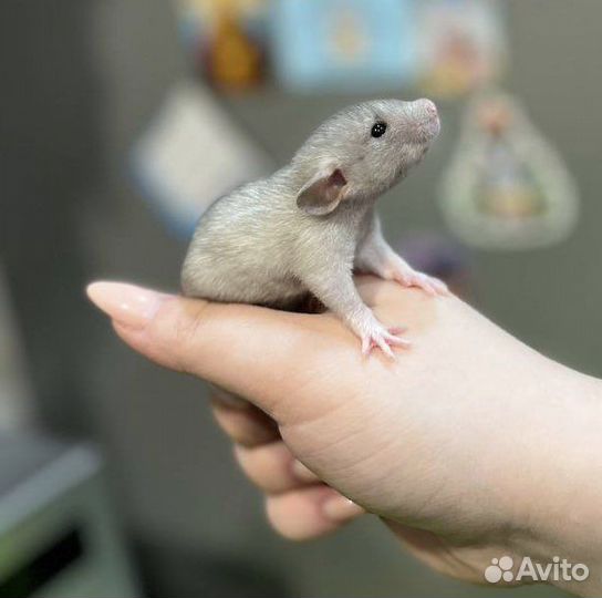 Крысята дамбо