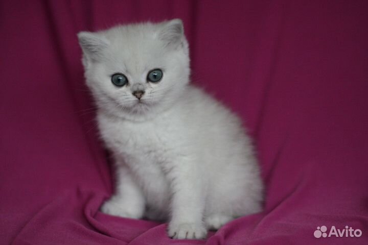 Британские серебристые шиншиллы