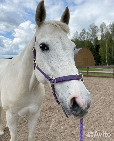 Обучение верховой езде