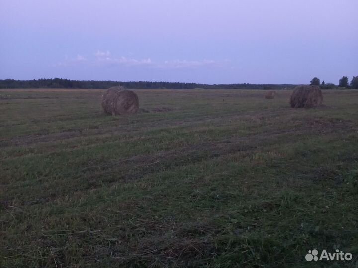Продам сено в рулонах