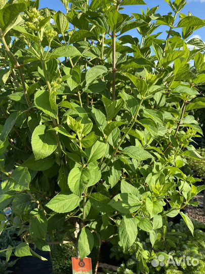 Гортензия на штамбе Лаймлайт