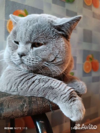 Британский кот вязка