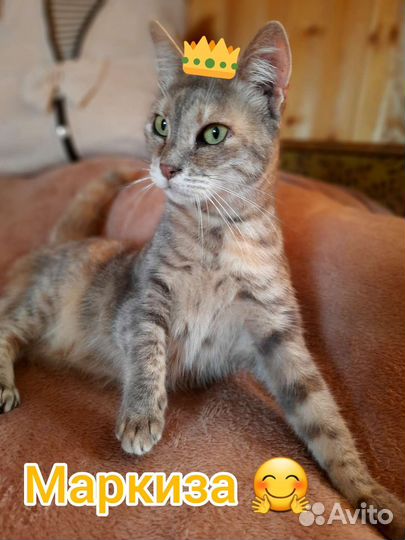 Кошки в добрые руки
