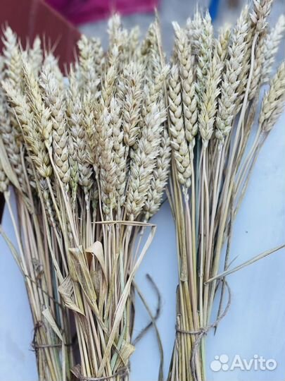 Сухоцветы пшеница