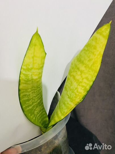 Сансевиерия сортовая