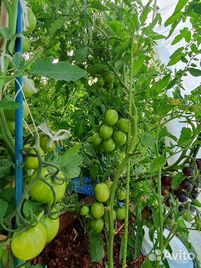 Рассада урожайных томатов. Доставка Нижнекамск