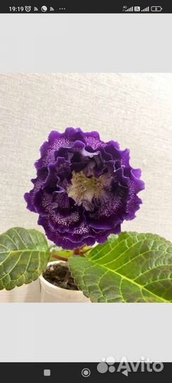 Сортовые глоксинии. Сортов больше, пишите скину