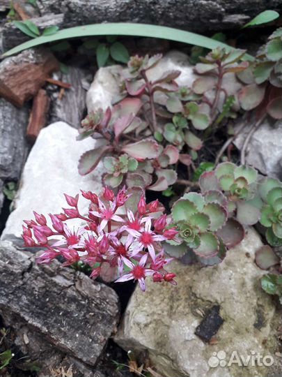 Очиток седум (многолетник)