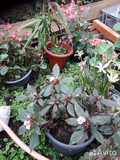 Клещевина комнотные цветы