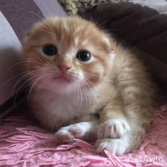 Котята метисы шотландской золотой шиншиллы