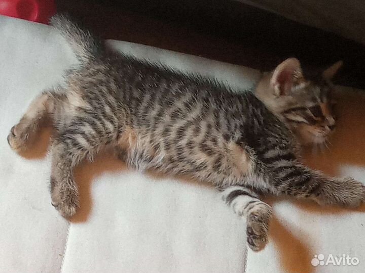 Котята. Две красивые девочки ждут своих хозяев