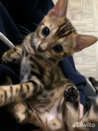 Бенгальские котята
