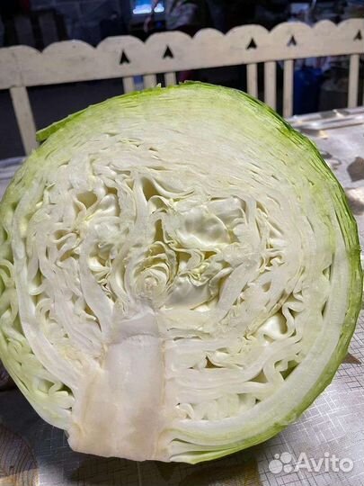 Капуста оптом без посредников