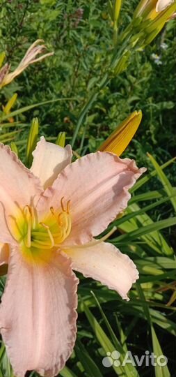 Лилейники сортовые