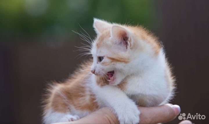 Котенок рыжего окраса