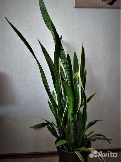 Сансевиерия, щучий хвост, тёщин язык