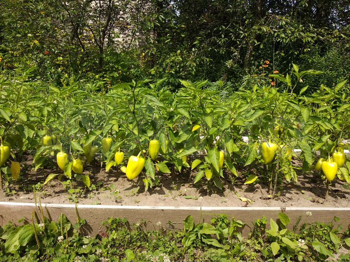 Дача 20 м² на участке 8 сот.