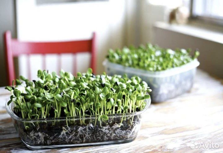 Семена для выращивания микрозелени