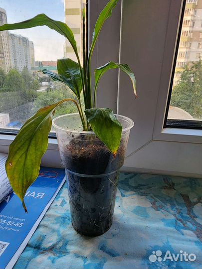 Спатифиллум