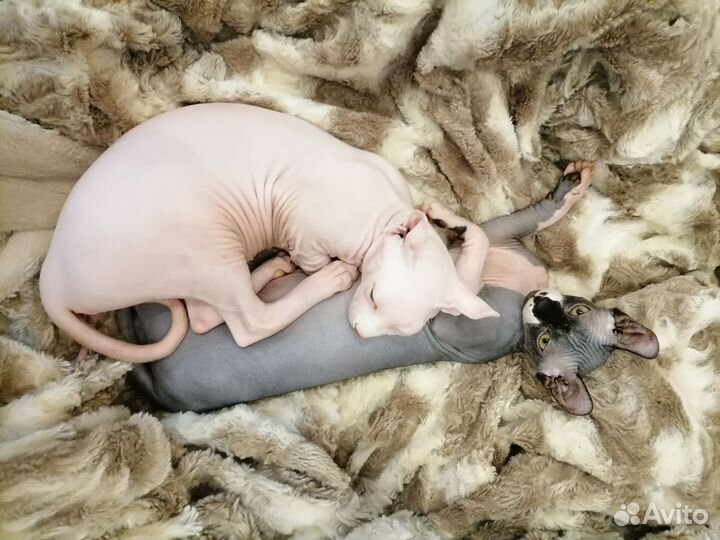 Кошка сфинкс эльф