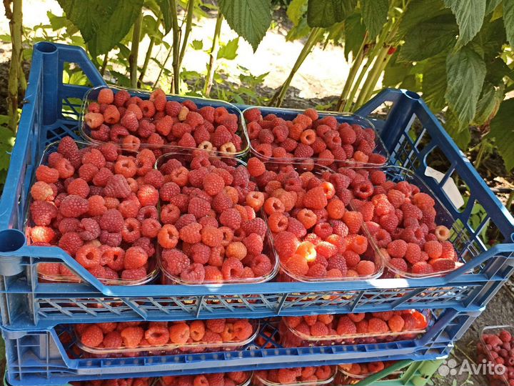 Продам малину