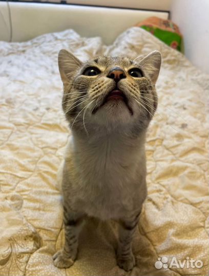 Ищем хозяев коту