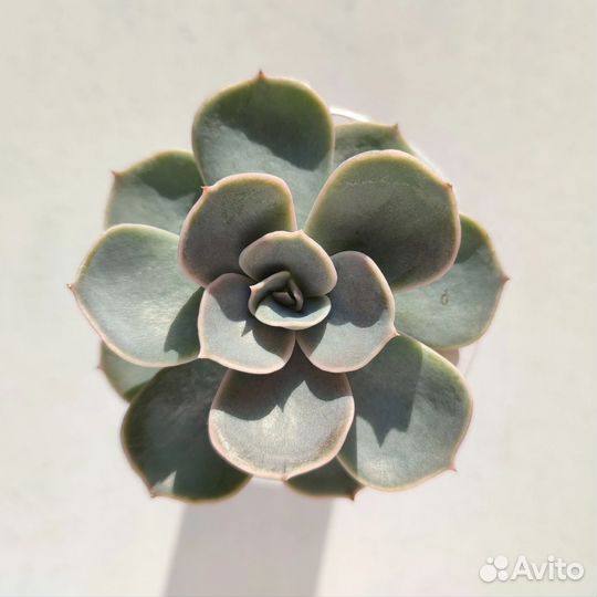 Суккуленты