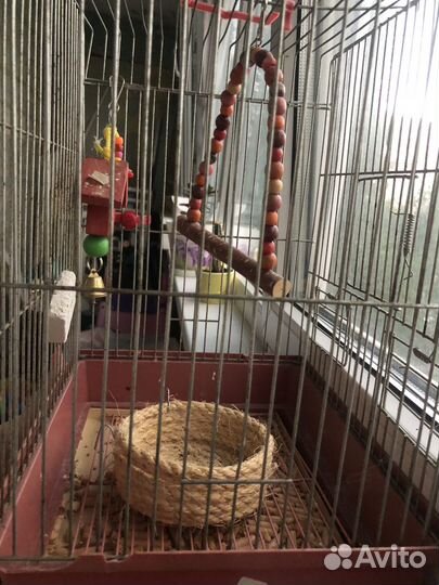 Клетка для попугая с кормом и аксессуарами