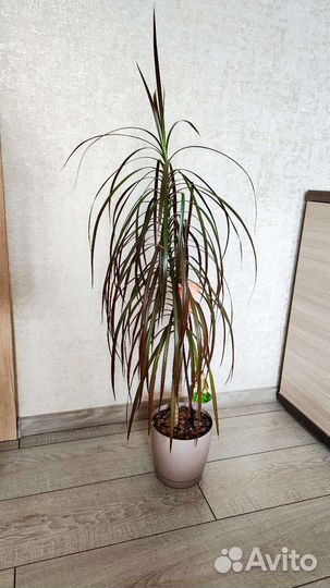 Пальма драцена