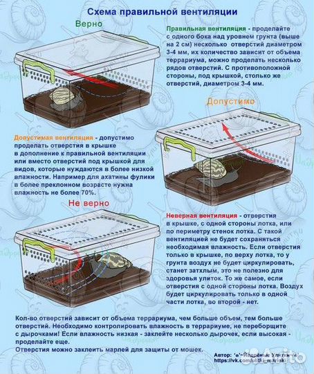 Улитки ахатины альбиносы
