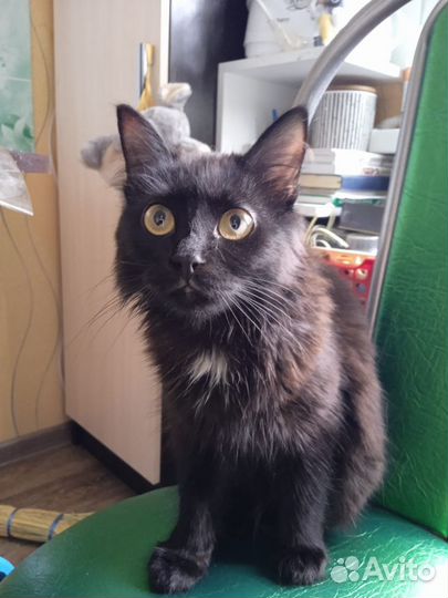 Красавица Маргоша ищет Дом