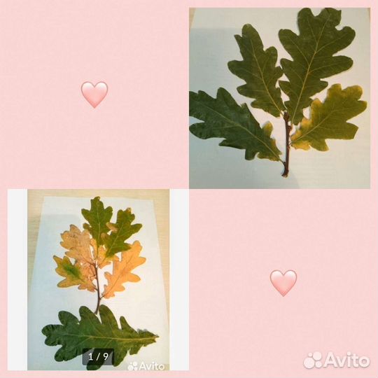 Гербарий дубок