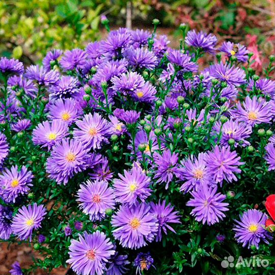 Астры многолетние сентябринки