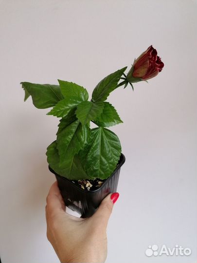 Гибискус махровый