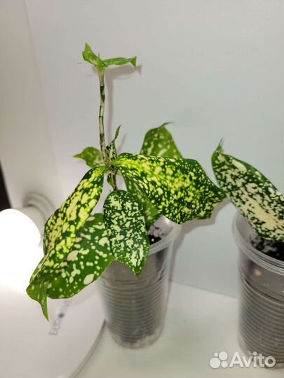 Драцена Флорида бьюти и пр