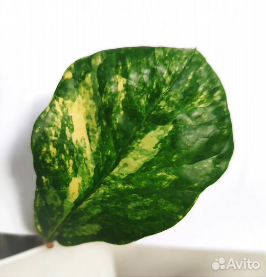 Замиокулькас Long Leaf